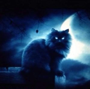 Meet your Posher, Darren